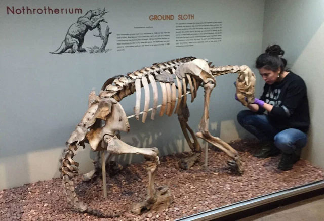 Discovered the first evidence of ancient giant sloths are not vegetarian animals Picture 2