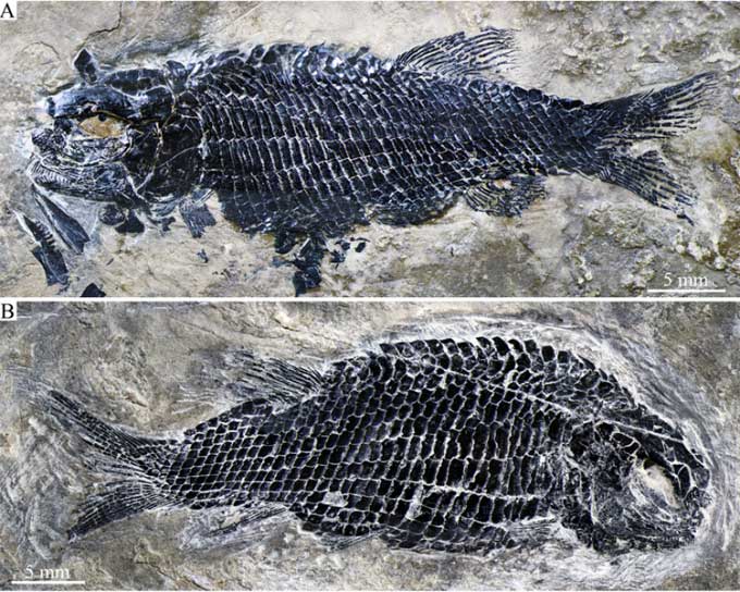 Picture 1 of Discovered the world's oldest 244 million-year-old bony fish fossil in China