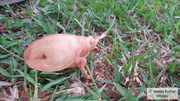 Picture 2 of Discovering extremely rare albino turtles... hard to see in the world