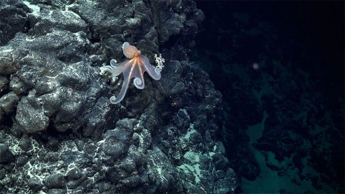 Picture 3 of Discovering the 'flying spaghetti monster' and many strange species in the deep sea