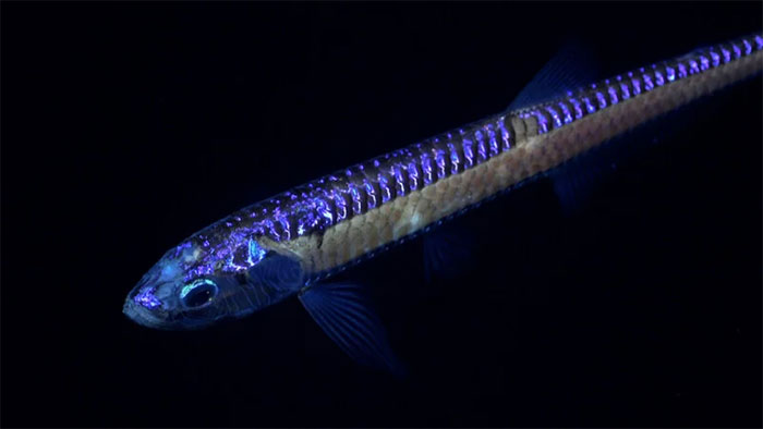 Picture 4 of Discovering the 'flying spaghetti monster' and many strange species in the deep sea