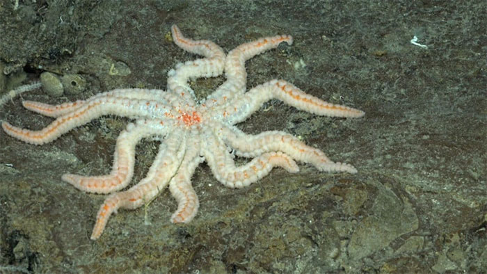 Picture 5 of Discovering the 'flying spaghetti monster' and many strange species in the deep sea