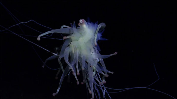 Picture 6 of Discovering the 'flying spaghetti monster' and many strange species in the deep sea