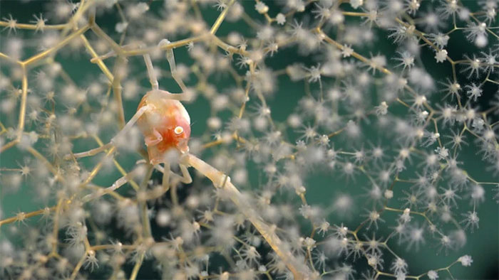 Picture 7 of Discovering the 'flying spaghetti monster' and many strange species in the deep sea