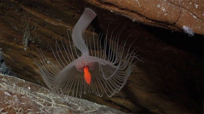 Picture 8 of Discovering the 'flying spaghetti monster' and many strange species in the deep sea
