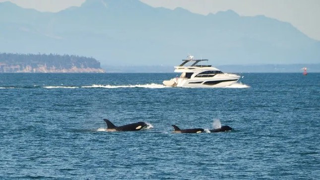 Picture 1 of Discovering whales sinking boats in unexpected places
