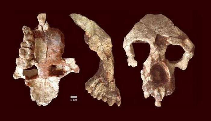 Picture 1 of Discovery of 8.7 million-year-old remains turns human history upside down