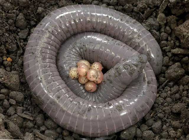 Picture 2 of Discovery of 'alien' amphibians that can both lay eggs and breastfeed their babies