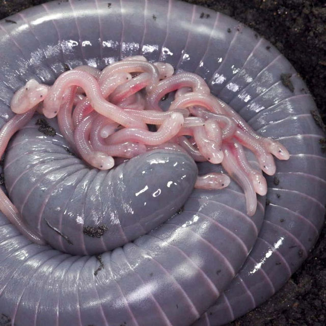 Picture 3 of Discovery of 'alien' amphibians that can both lay eggs and breastfeed their babies