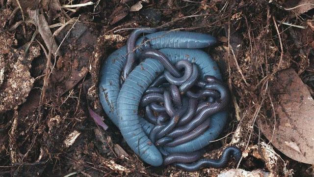 Picture 4 of Discovery of 'alien' amphibians that can both lay eggs and breastfeed their babies