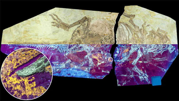 Discovery of dinosaur fossils with feathers and scales Picture 1