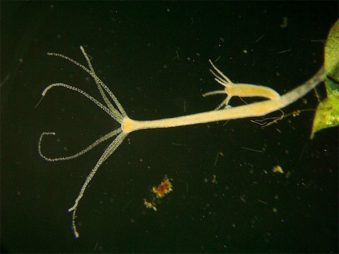 Picture 1 of Discovery of organisms that can transmit cancer