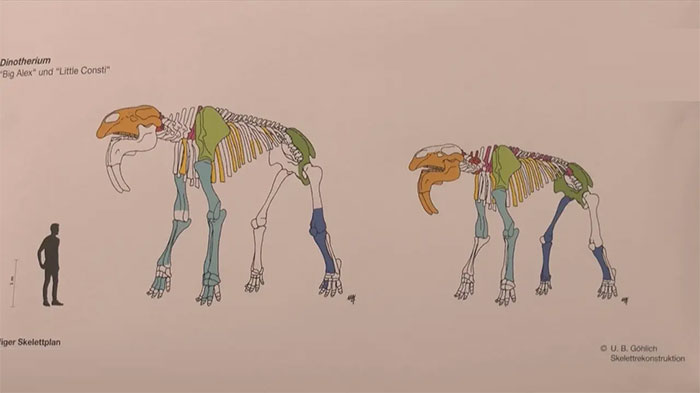 Picture 1 of Discovery of prehistoric elephant bones in Germany