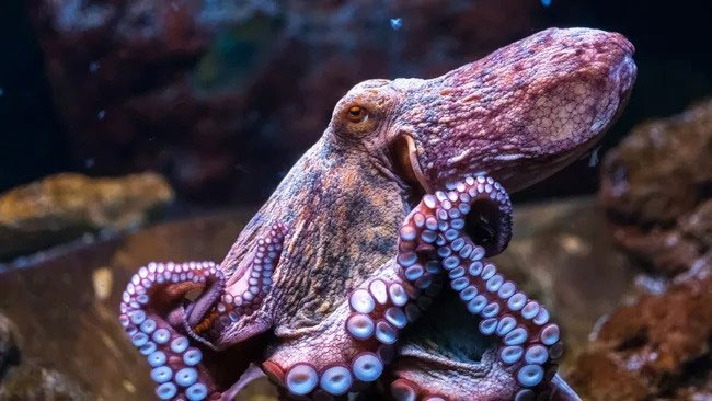 Picture 1 of Discovery of sex chromosomes 248 million years ago in octopuses