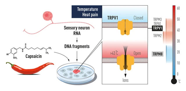 Picture 1 of Discovery of temperature and touch wins the 2021 Nobel Prize in Physiology