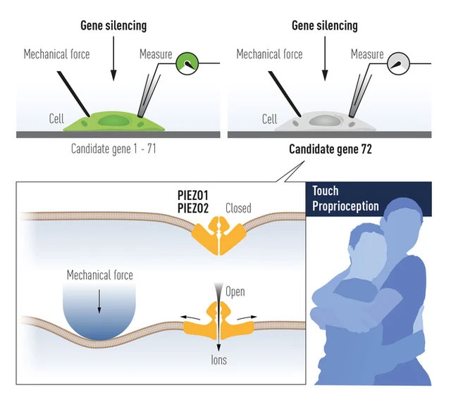 Picture 2 of Discovery of temperature and touch wins the 2021 Nobel Prize in Physiology