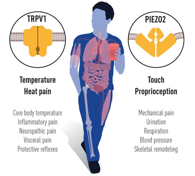 Picture 3 of Discovery of temperature and touch wins the 2021 Nobel Prize in Physiology