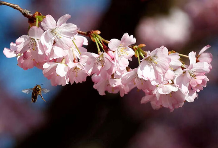 Picture 1 of Discovery of the evolutionary history of flowering plants
