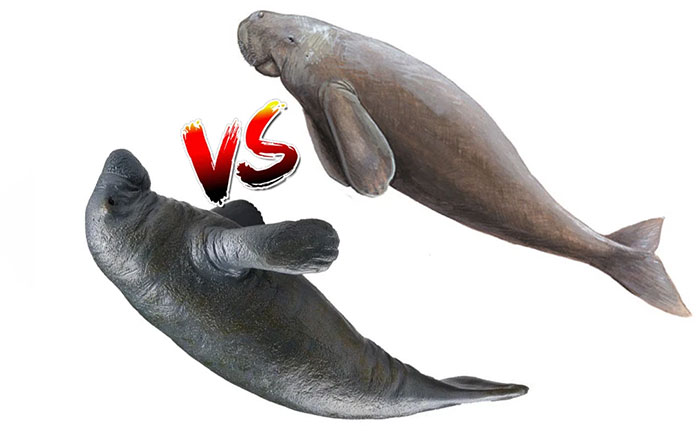 Picture 1 of Distinguishing sea cows and manatees easily: Two rare creatures that look quite similar, very easy!