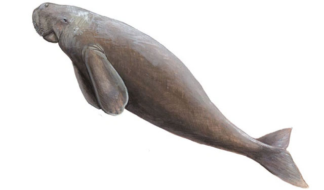 Picture 2 of Distinguishing sea cows and manatees easily: Two rare creatures that look quite similar, very easy!