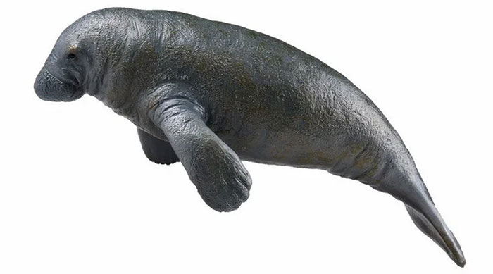 Picture 3 of Distinguishing sea cows and manatees easily: Two rare creatures that look quite similar, very easy!