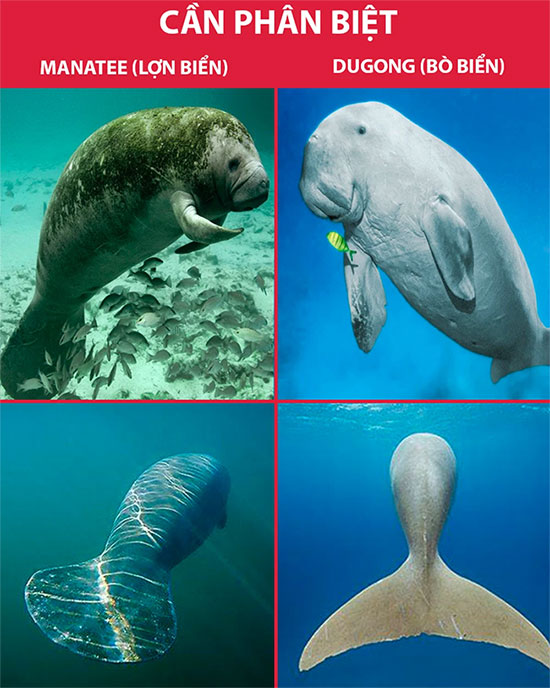 Picture 4 of Distinguishing sea cows and manatees easily: Two rare creatures that look quite similar, very easy!