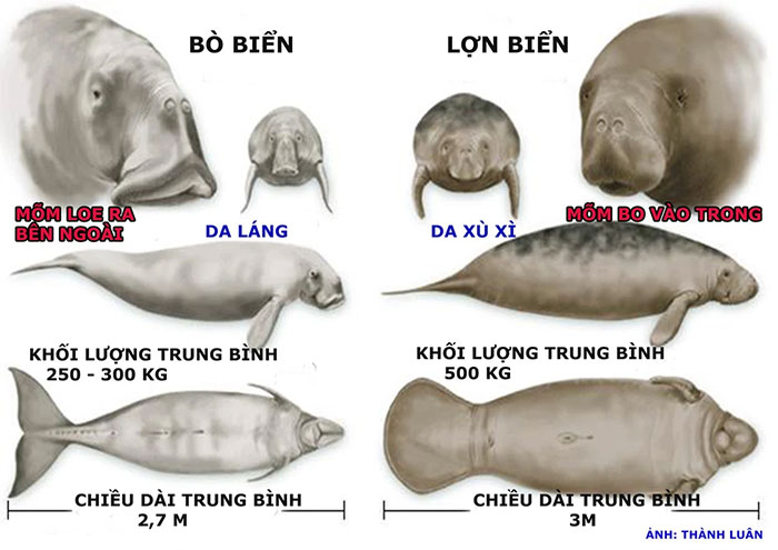 Picture 5 of Distinguishing sea cows and manatees easily: Two rare creatures that look quite similar, very easy!