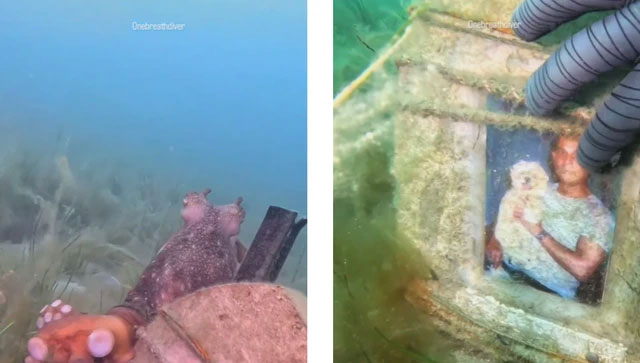 Picture 1 of Diver gets scared when being led by an octopus to a tombstone on the seabed