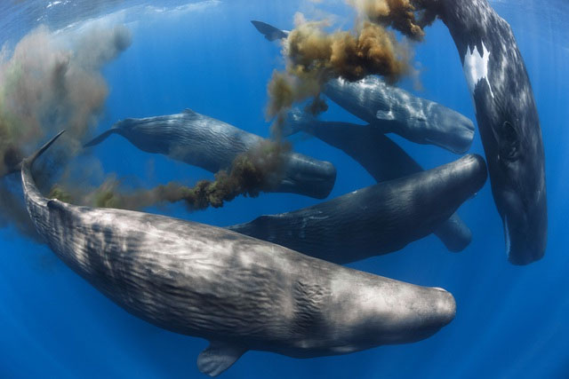 Picture 3 of Do aquatic animals pee?