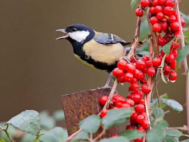 Do Birds Have Their Own Language 