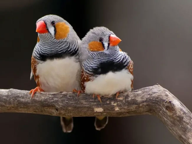 Do birds have their own language? Picture 2