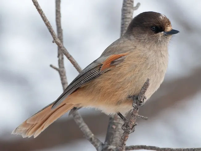 Do birds have their own language? Picture 3
