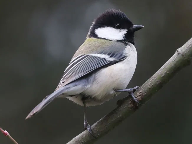 Do birds have their own language? Picture 4