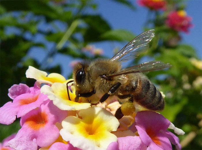 Picture 1 of Do insects feel pain like humans?
