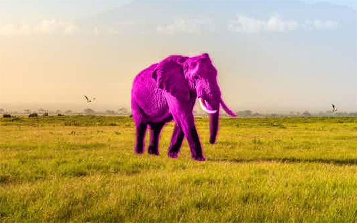 Picture 2 of Does the Pink Elephant Test Reveal Whether You Have 'Animagi' Syndrome?
