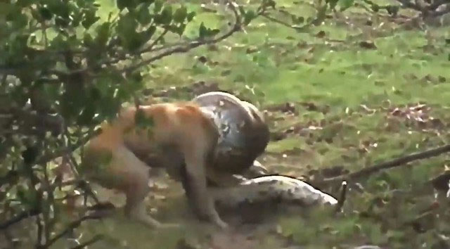 Picture 1 of Dog attacked by large python and the unexpected 'turnaround'