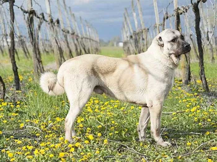 Picture 2 of Dog breed known as 'four great war dogs' and the nemesis of wolves