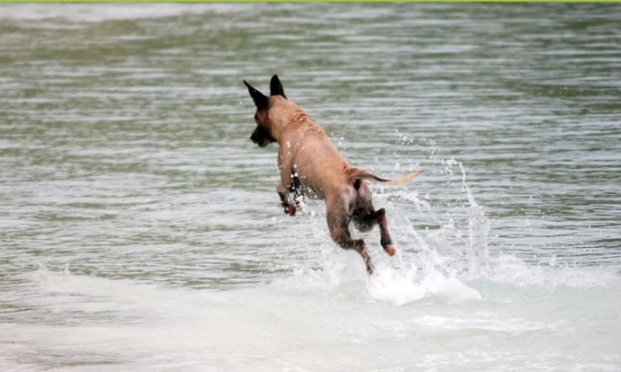Picture 1 of Dogs hunt sharks to survive on deserted island