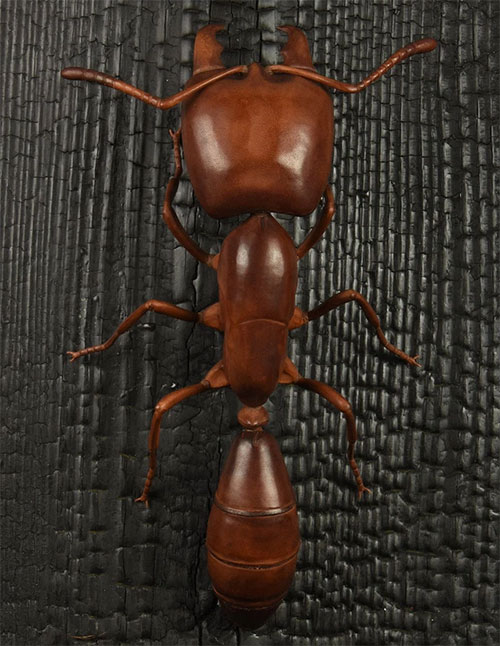 Don't play with fire ants, especially in Africa, they can 'turn' your body into Sashimi! Picture 1