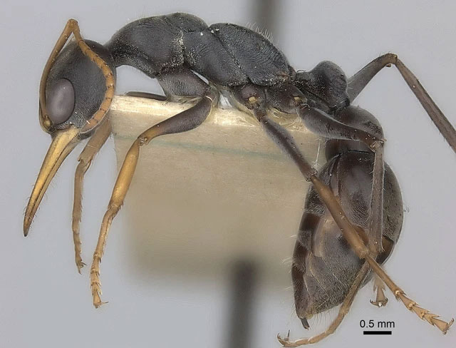 Don't play with fire ants, especially in Africa, they can 'turn' your body into Sashimi! Picture 2