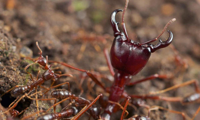 Don't play with fire ants, especially in Africa, they can 'turn' your body into Sashimi! Picture 3