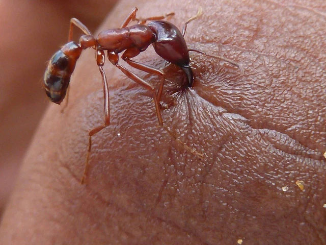 Don't play with fire ants, especially in Africa, they can 'turn' your body into Sashimi! Picture 4