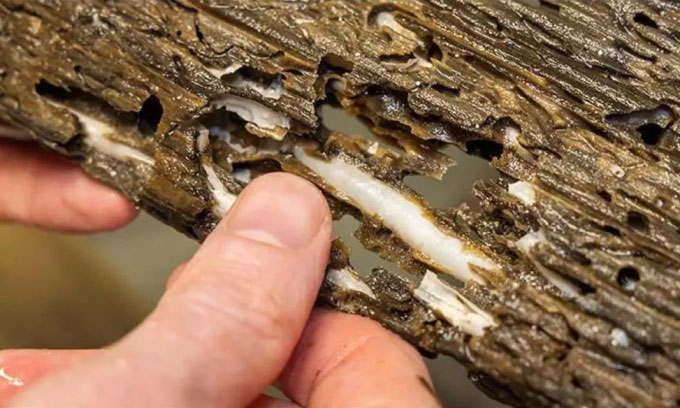 Picture 1 of Eating Chinese seaweed could be the food of the future