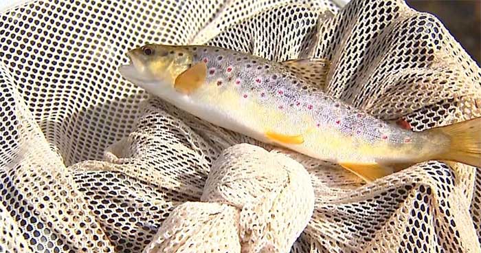Picture 2 of Eating one wild fish in the US is equivalent to drinking dirty water for a month.