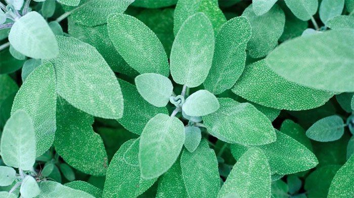 Picture 1 of Effects of sage on women's health