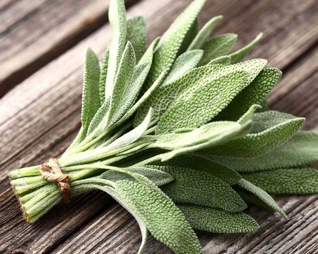 Picture 2 of Effects of sage on women's health