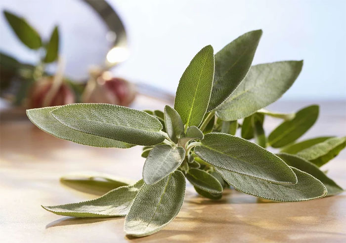 Picture 3 of Effects of sage on women's health