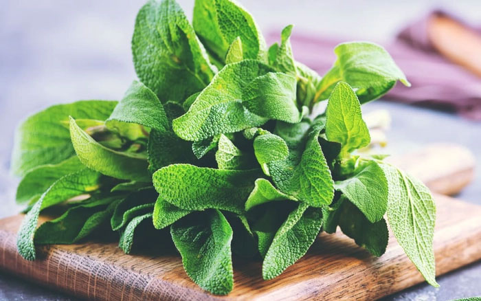 Picture 4 of Effects of sage on women's health
