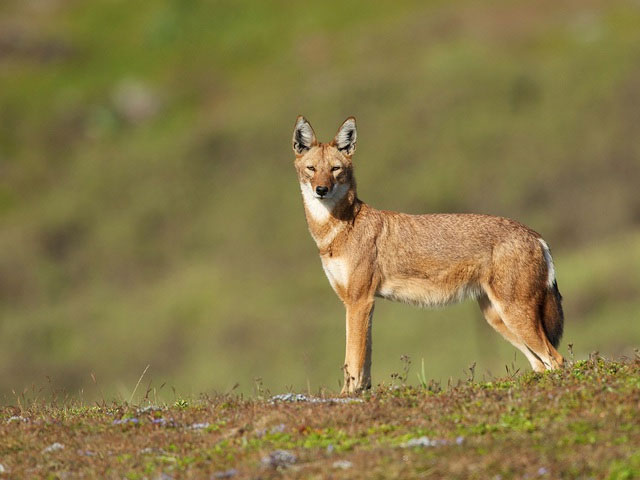 Picture 3 of Ethiopian Wolf: Africa's Most Endangered Carnivore Despite Existing for More Than 1 Million Years