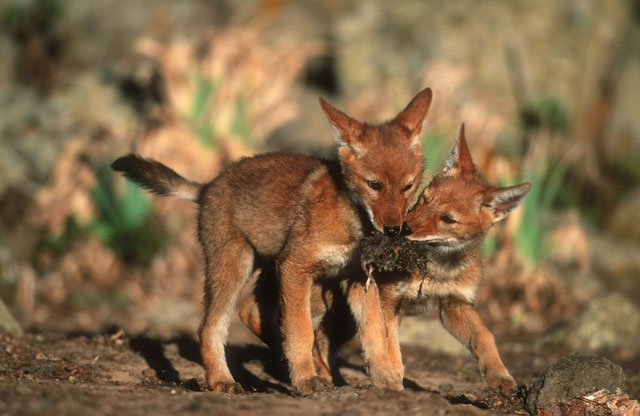 Picture 4 of Ethiopian Wolf: Africa's Most Endangered Carnivore Despite Existing for More Than 1 Million Years